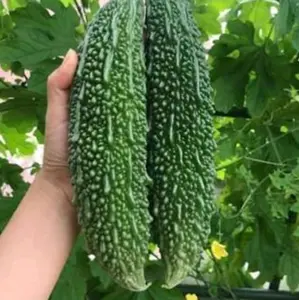 Indian Bitter Melon Seeds – Non-GMO Bitter Gourd Vegetable for Healthy Cooking – High-Yield, Antioxidant-Rich, Helps Manage Blood Sugar & Cholesterol