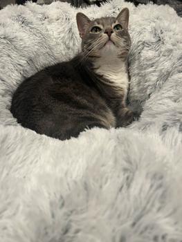 product review image from Maya, Lucky & Rex 8