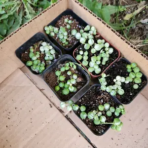 variegated string of pearls 2 inch pot