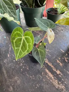Anthurium Clarinervium | 4 Inch Pot| Live Plant | Rare Plant