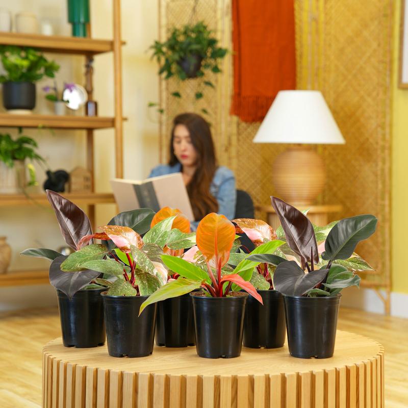 Grower’s Choice Philodendron | medium