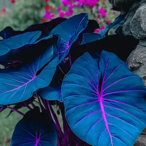 800 PCS Twilight Crow Hosta Seeds - Giant Heartleafs with Electric Veins for Vibrant Garden Planting