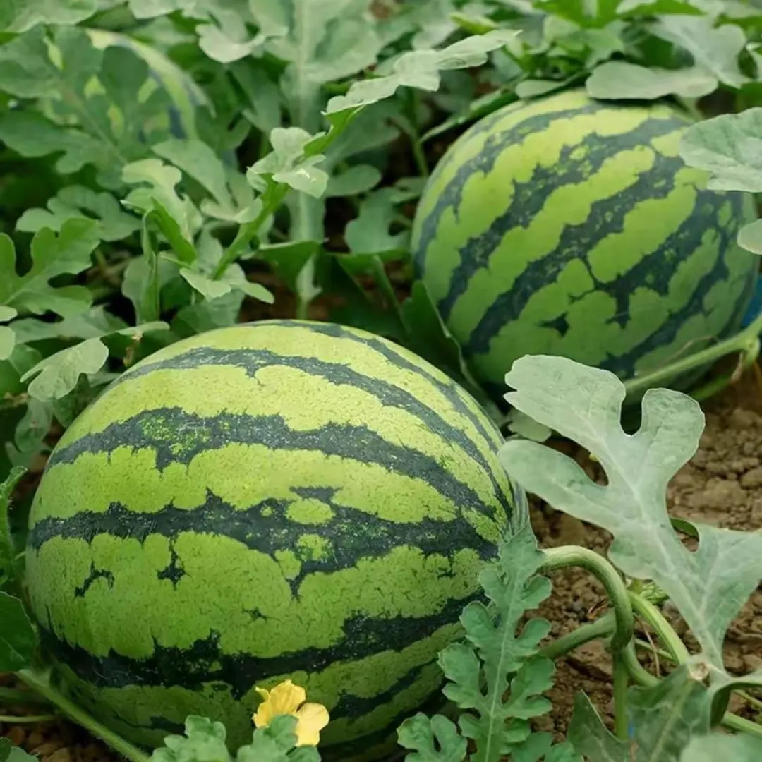 800 PCS Watermelon Seeds