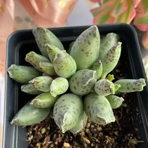Rare Succulents - Adromischus Cooperi Var. Small Cluster (1.5”)