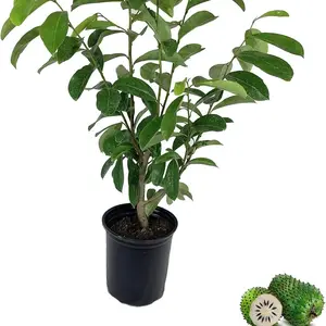 10+ Exotic Soursop Tree Seeds - Guanabana - Pawpaw Plant - Annona Muricata - Tropical Edible Fruit Bearing Tree - Non-gmo Garden Seeds for Planting