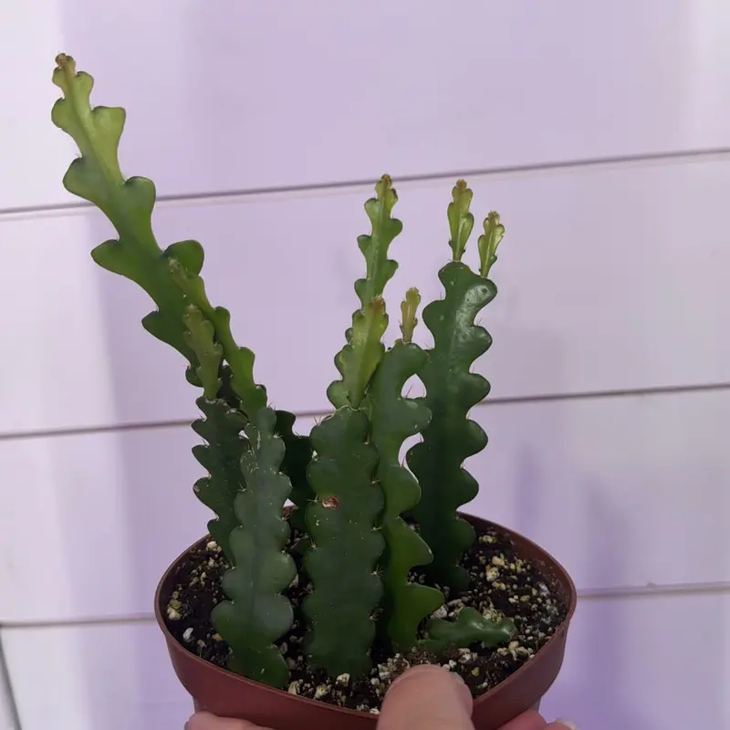 Zigzag cactus