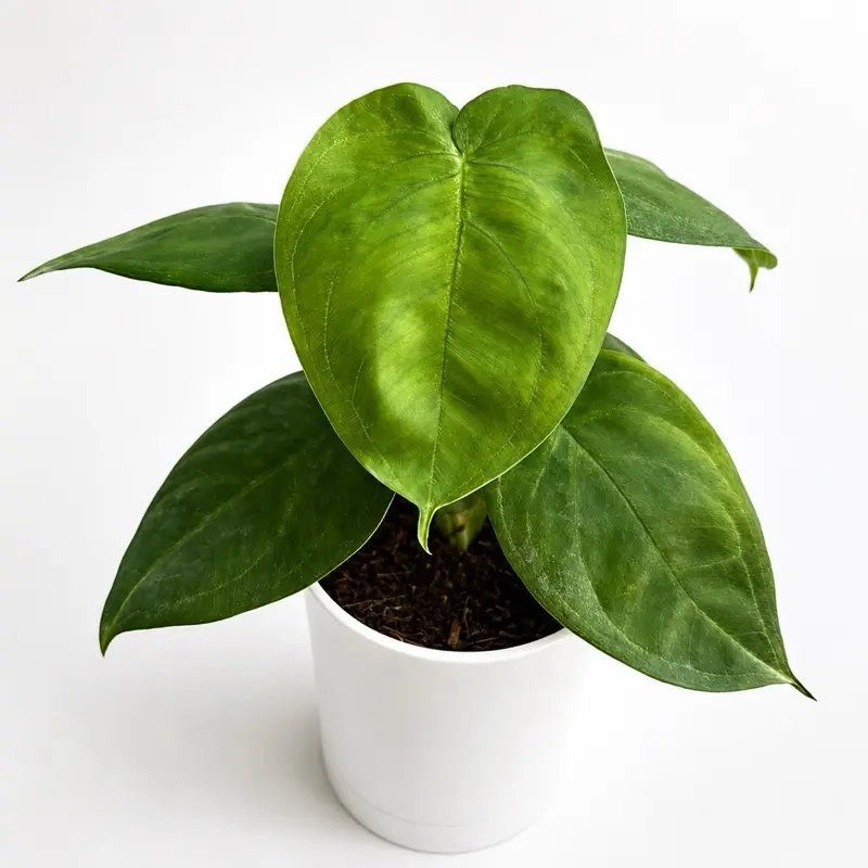 Syngonium Ice Frost 4" - Rare Collector's Plant with Unique Leaves for Indoor Home Decoration & Easy Care Beginner Friendly Tropical House Plant