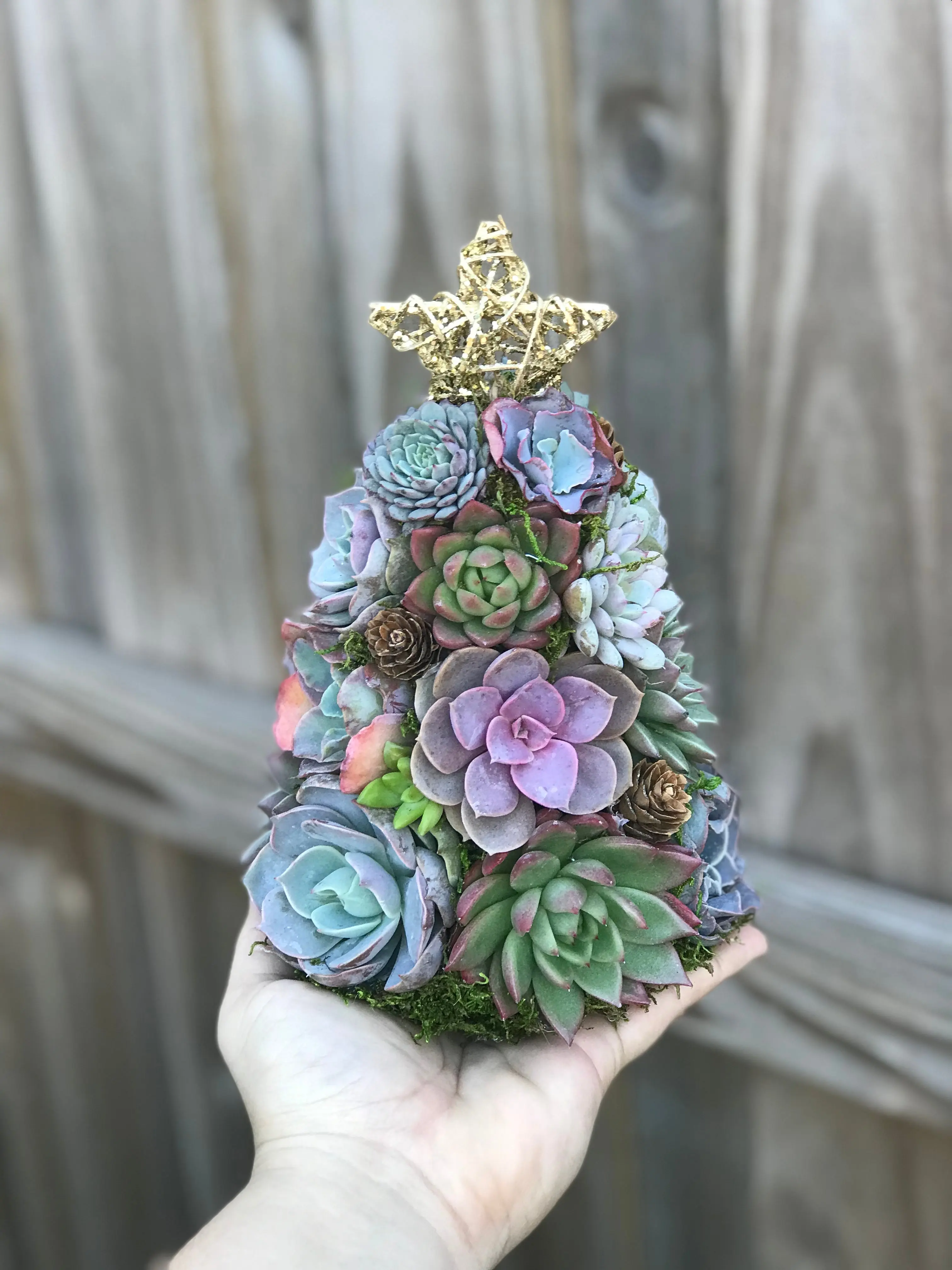 9" Mini Aurora Succulent Tree (Succulent Christmas Tree)
