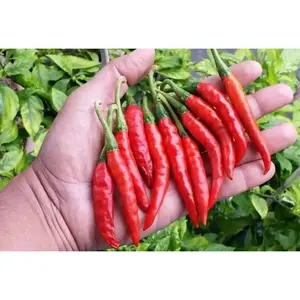Guntur Chili HOT Pepper Seeds, capsicum annuum, ASIAN VEGETABLE