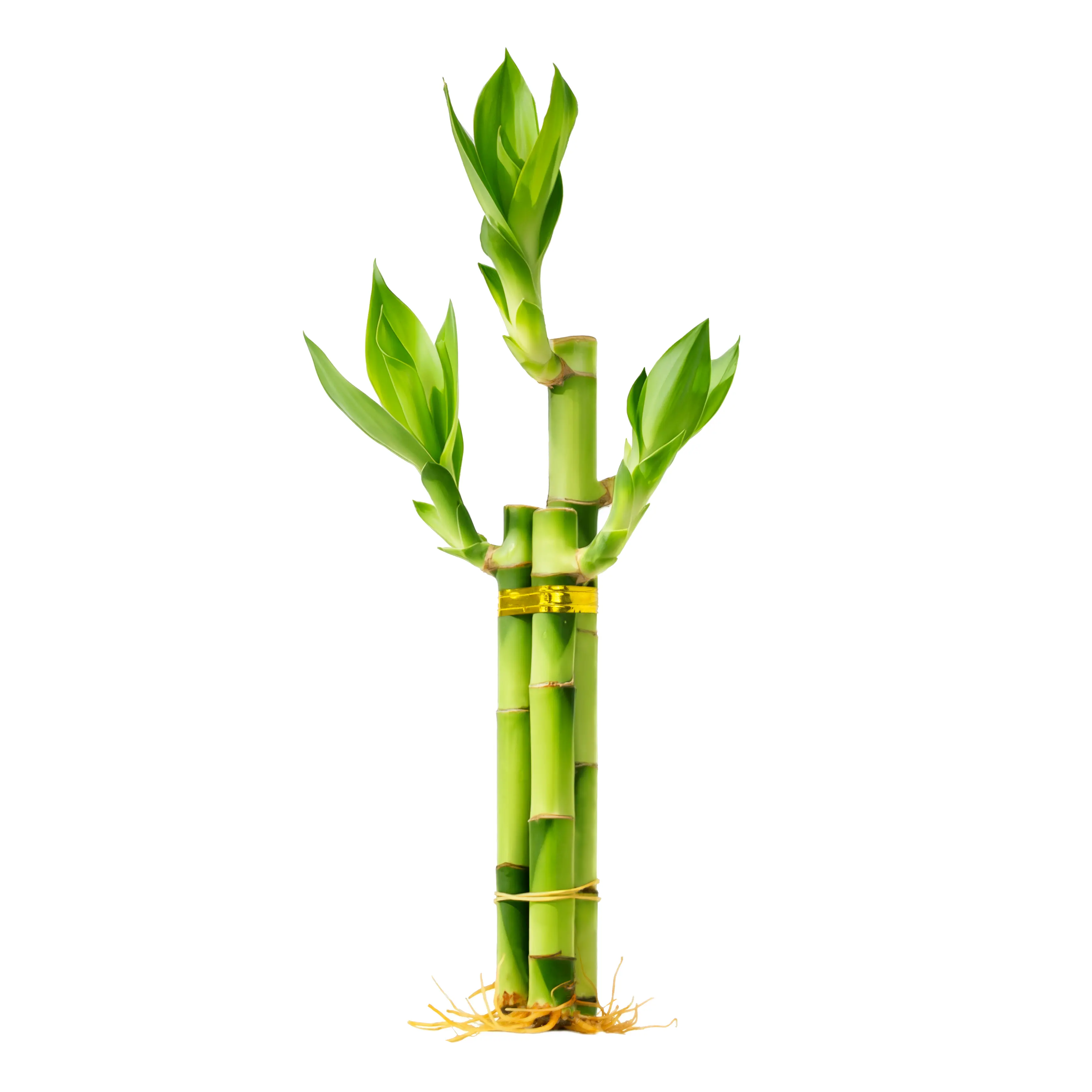 6"-8" Lucky Bamboo Bundle (3 Stalks) Live Plant - Easy Care Water Plant with Nutrient