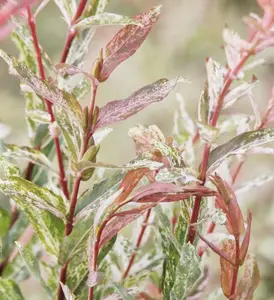 4 Pink Flamingo Willow Bush Cuttings to Grow - Stunning Color, Great for Bonsai