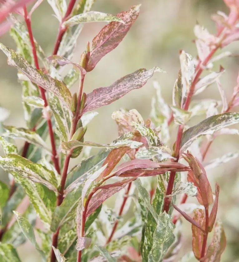 4 Pink Flamingo Willow Bush Cuttings to Grow - Stunning Color, Great for Bonsai