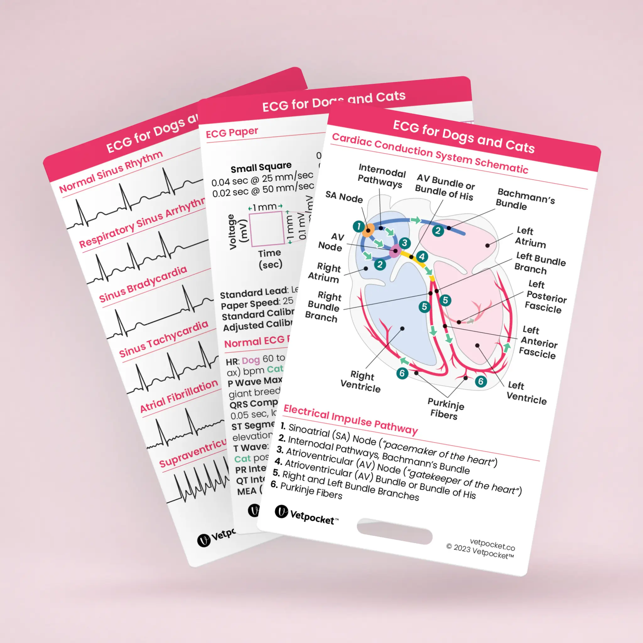 ECG for Dogs and Cats