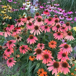 Coneflower Seeds Echinacea 200 Count, Purple Wildflower Seeds for Garden Planting, Easy Growing Pollinator Friendly Flowers, Seeds Only Not Plant