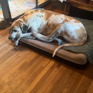 Product Review of Laifug Orthopedic Memory Foam Extra Large Dog Bed with double Pillow (50"x36"x10") Durable Water Proof Liner & Removable Washable Cover & Smart Design from C**a b**k