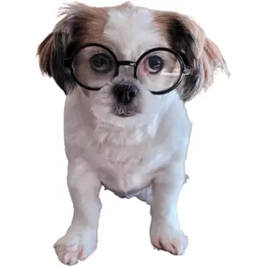 Dog Pet Clear Lens Costume Glasses for Small to Medium Breeds 12LBS~30LBS Prop Photoshoot Sunglasses Round Black-Clear