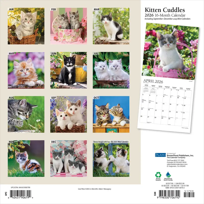 Kitten Cuddles | 2026 12 x 24 Inch (Hanging) Monthly Square Wall Calendar | Foil Stamped Cover | Plato | Animals Cute Cat Feline 1