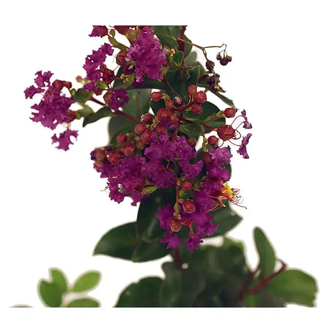 Purely Purple Black Diamond Crape Myrtle Decorative Plants Decor Tree