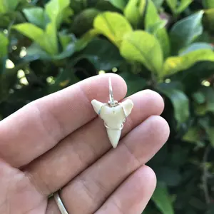 Bull Shark Tooth Pendant- Lower Jaw
