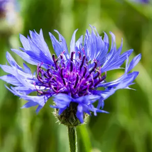 Bachelor Button (Centaurea cyanus) – Classic Blue Cornflower, Long-Lasting Blooms, Attracts Bees and Butterflies – 100+ Seeds
