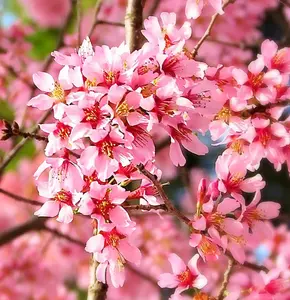Live Cherry Blossoms Tree Plant, Okame Flowering Cherry in 2.5 Inches Pot, Dormant in Winter, Perennial Bloom, 9 Months Old Trees