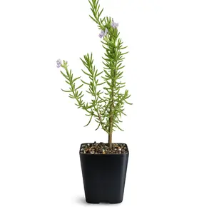 Pink Rosemary Majorca – Fragrant Culinary Herb Starter
