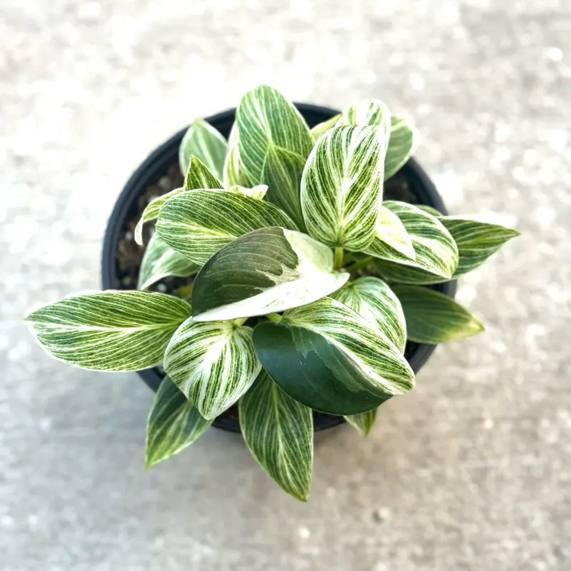 Philodendron Birkin Mutated Potted Live Plant 6"