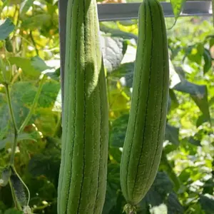 Luffa Gourd (Luffa aegyptiaca) Organic Seeds – Grow Natural Sponges, Vigorous Climbing Vines for Vertical Gardens