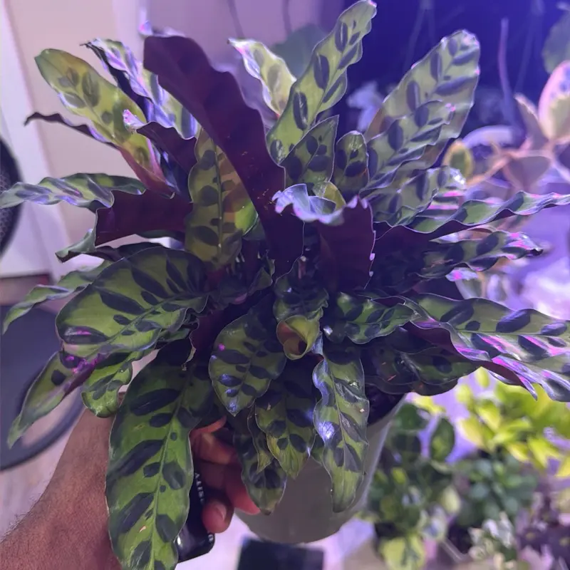 Rattlesnake plant