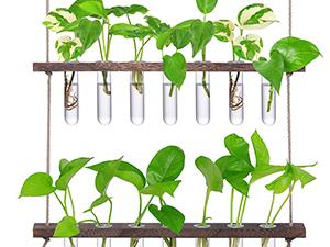 Renter-Friendly Large Indoor Plant Wall Hanger 3-Tier Glass Test Tube Planter 15.7" Wide for Small Apartments Office Spaces Decor Hanging