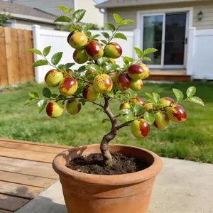 Heirloom Non-GMO Winter Jujube sapling for Pots or Garden Perfect for North or South Growth Blooms in Spring and Summer Heavy Fruit Production Tree Seedlings Plant