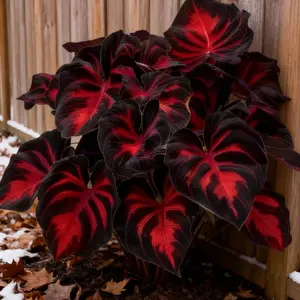 Hosta Seeds 800pcs Perennials with Deep Foliage Easy to Grow Bold Garden for Shaded Areas Border Containers Landscaping Ideal for Beginners