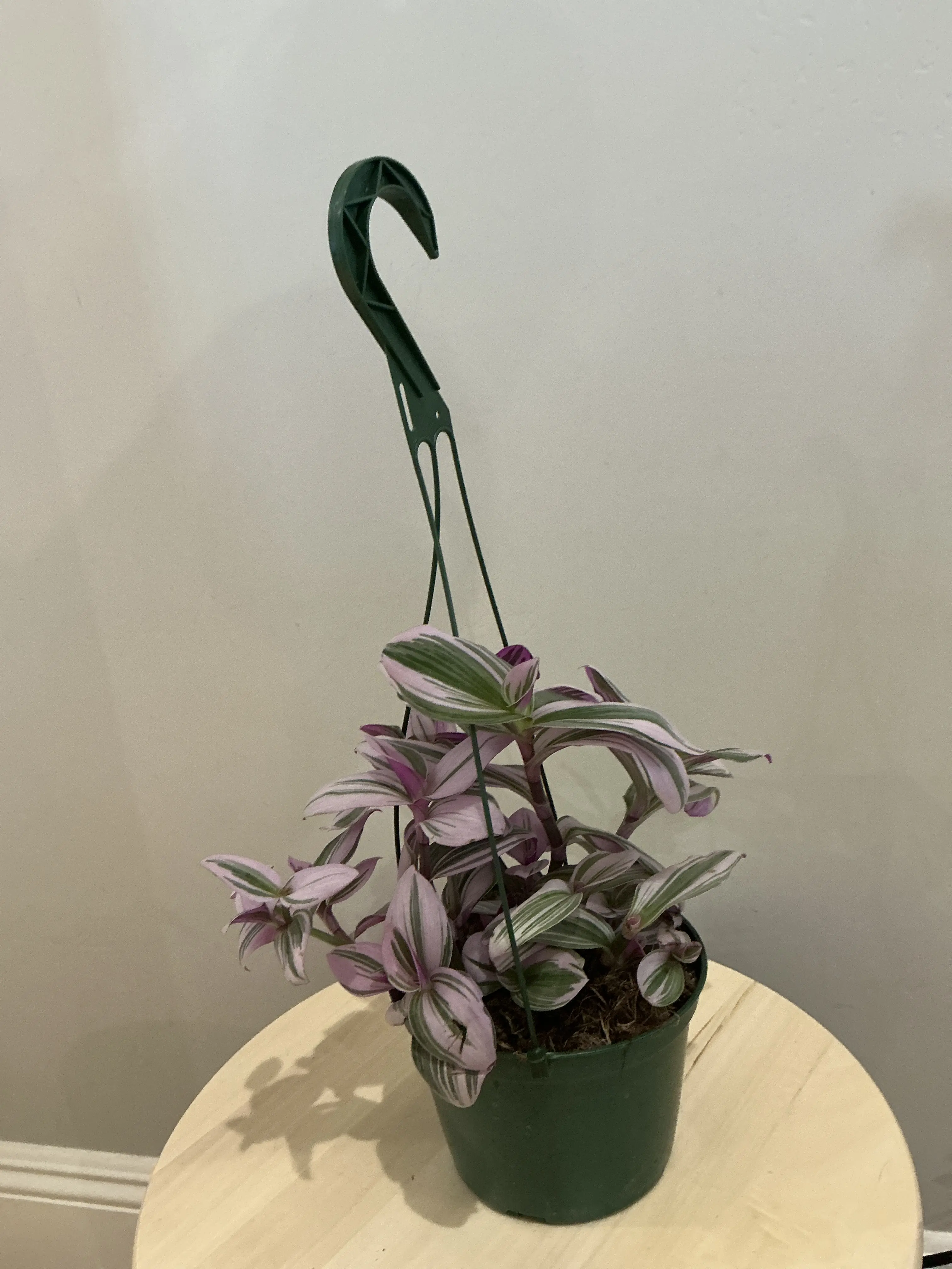 6” Tradescantia Nanouk Plant