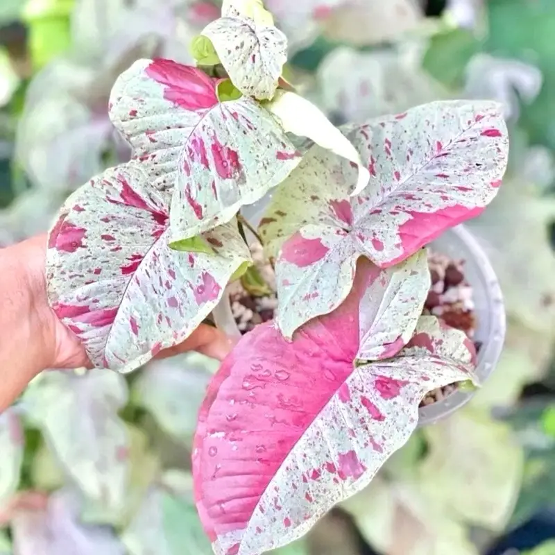 Syngonium Milk Confetti 4” Houseplant