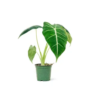 Alocasia 'Frydek', Small