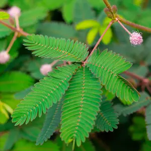 Organic Sensitive Plant Seeds (Mimosa pudica) – Fun, Interactive Plant with Touch-Responsive Foliage