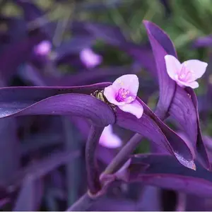 Purple Heart Plant Perennial Easy Growing Inside Outside Pink Flowers Shade Full Sun 6 Healthy Rooted Perennials Up To 12 Inches Tall Drought Tolerant Sun Loving