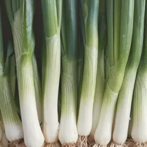 Heirloom American Flag Leek Seeds - Organic and Regenerative Gardening Seeds