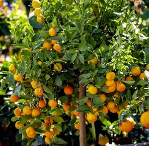 28 Orange Seeds, Calamansi Lime , Natural Organic Dwarf Citrus  High Yield Rare Fruit Tree