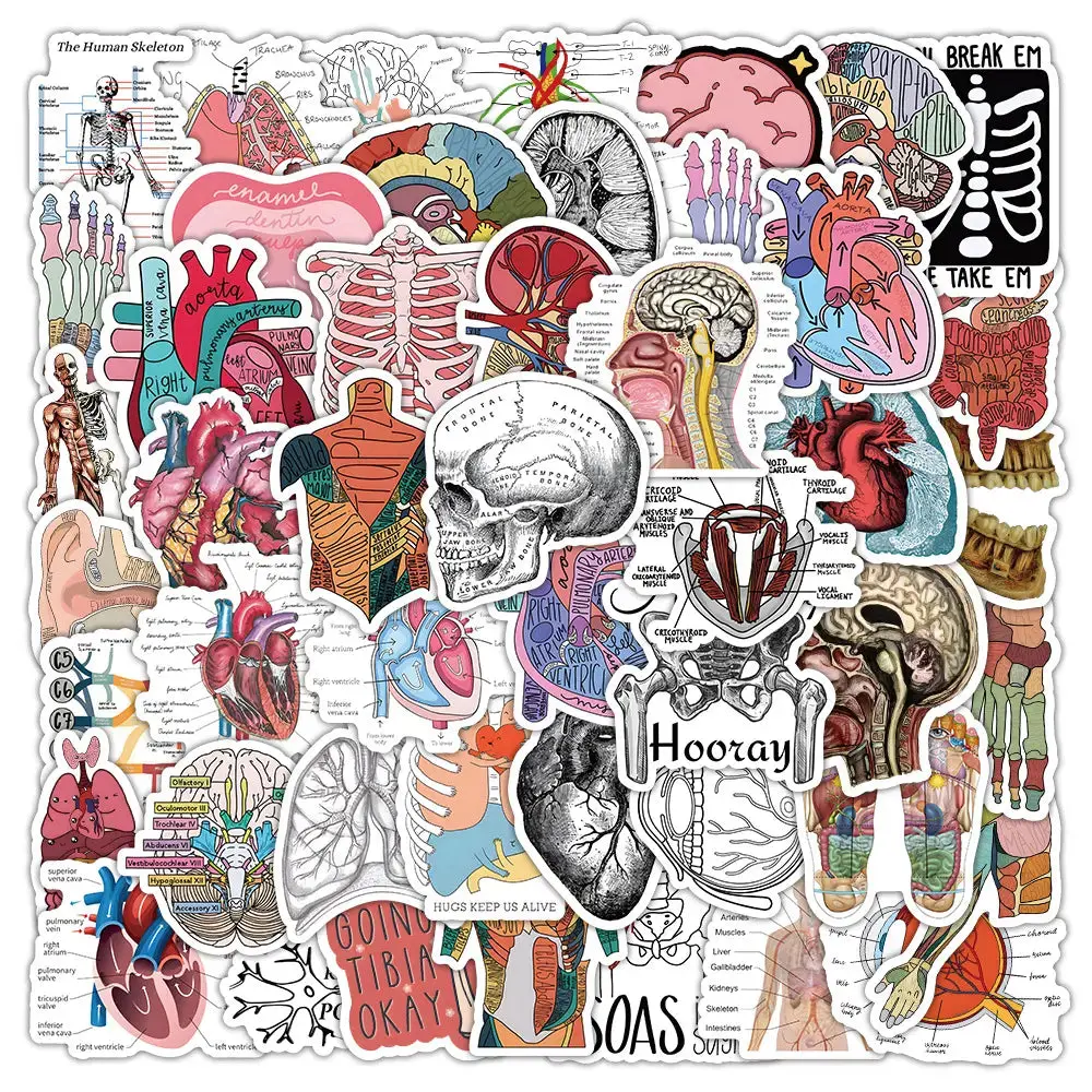 Medical Anatomy Stickers 50 Pack | Cartoon Human Body Decals | EMT School Supplies