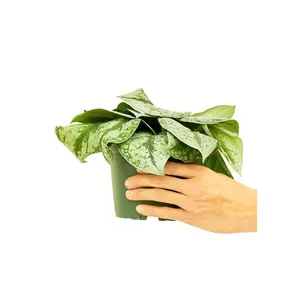 Silver Pothos 'Exotica', Medium