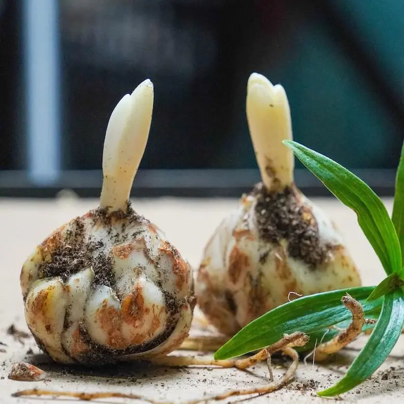 Vibrant Fragrant Lily Bulbs for Planting, Big-Bloom Perennial Lilies, Ideal for Home Yds, Garden Beds and Indoor Pot Planting