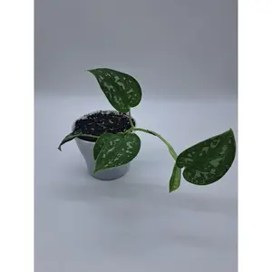 4" Satin Pothos
