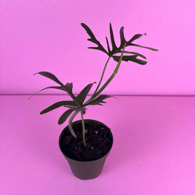 Philodendron Quercifolium 4” | Oak Leaf Philodendron | Rare Plant
