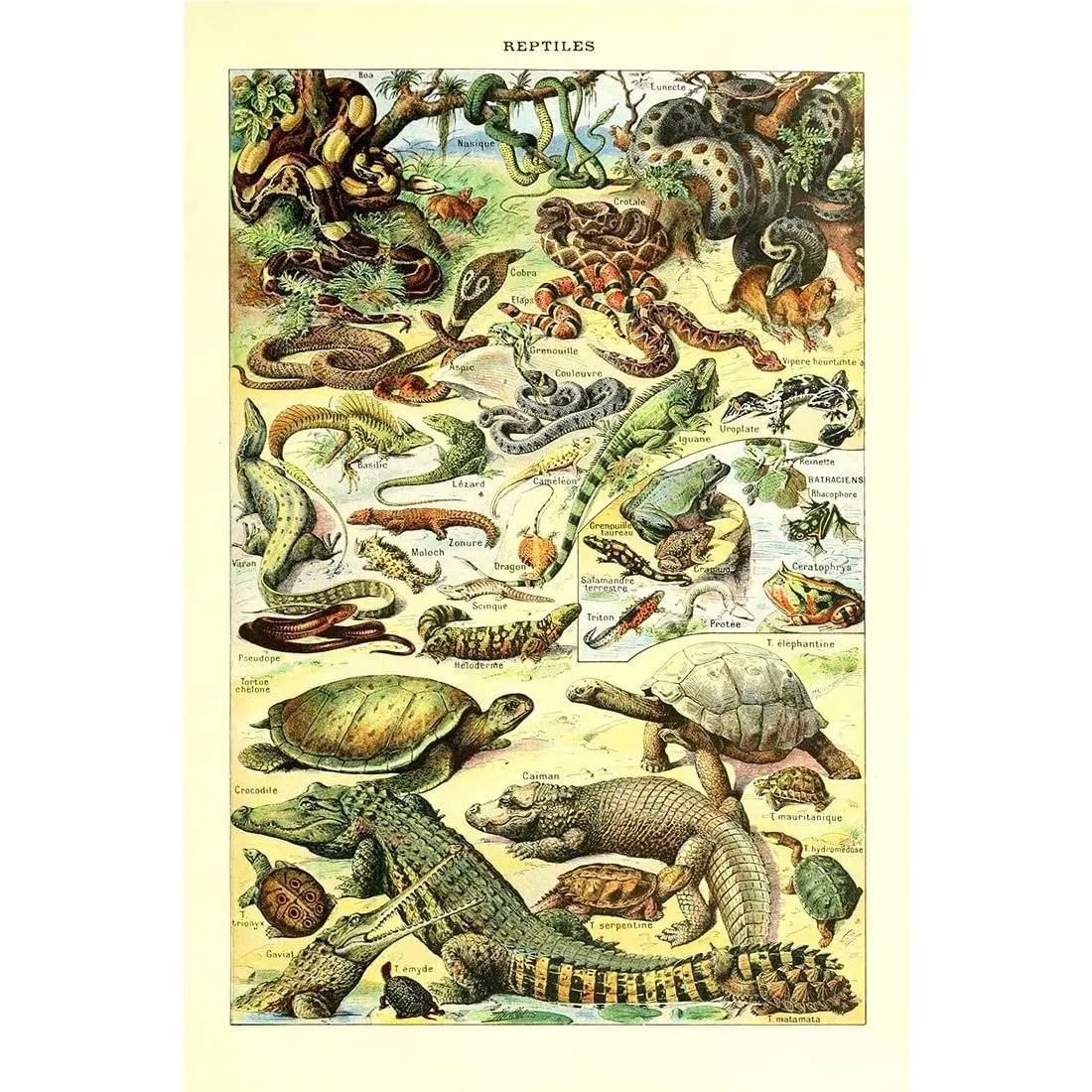 Meishe Art Poster Print Wild Animals Species Reptiles Turtle Snake Illustration Vintage Wall Decor Biology Science Identification Reference Collection Educational Chart 12x18in inframed
