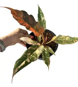 Philodendron Caramel Fire Tiger Tissue Culture - Live Houseplant - Rare Variegated Aroid - Exotic Tropical Foliage - Multicolored Variegation - Yellow, Orange, Pink, Green - Serrated Leaves - Indoor Plant Gift - Embryonic Plantlet - Collector's Item