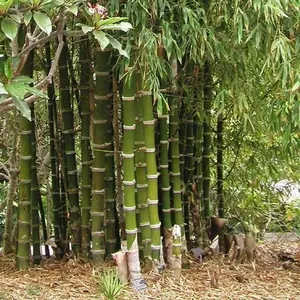 Green River 50 Giant Thorny Bamboo Seeds - Bamboo Seeds for Planting, Flower Seed Pack, Perennial Flower Variety, Natural Privacy Screen, Fast-Growing Hardy Bamboo Plants, Exotic Lawn Accent, Decorative Garden Border Feature, Eco-Friendly Greenery