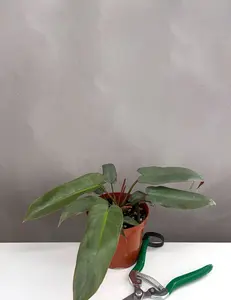 Philodendron Atabapoense