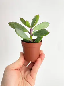 Vertical Leaf Senecio Purple Succulent