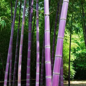 CZ GRAIN Rare Purple Bamboo Seeds - 50 Premium Seeds for Planting - Exotic Colorful Ornamental Bamboo with Rich Purple Stalks & Elegant Green Leaves - USDA Zones 6-10